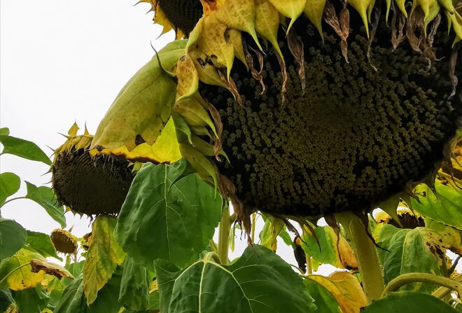 Herrliche Sonnenblummen