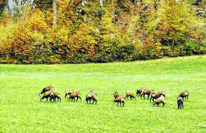 Grasende "Bergziegen" 