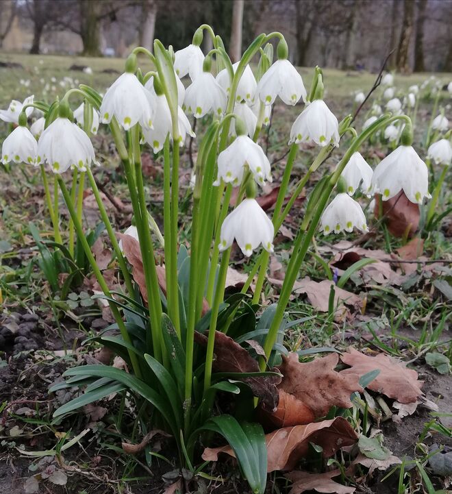 Es grünt und blüht wieder 