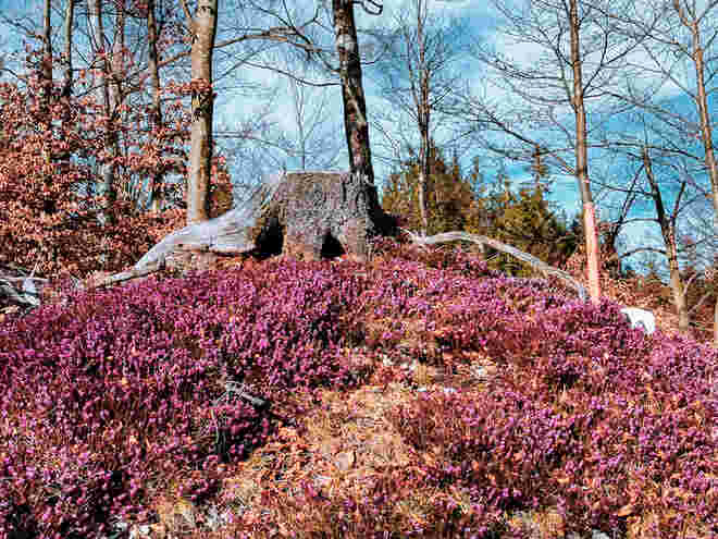 Erikablüte 