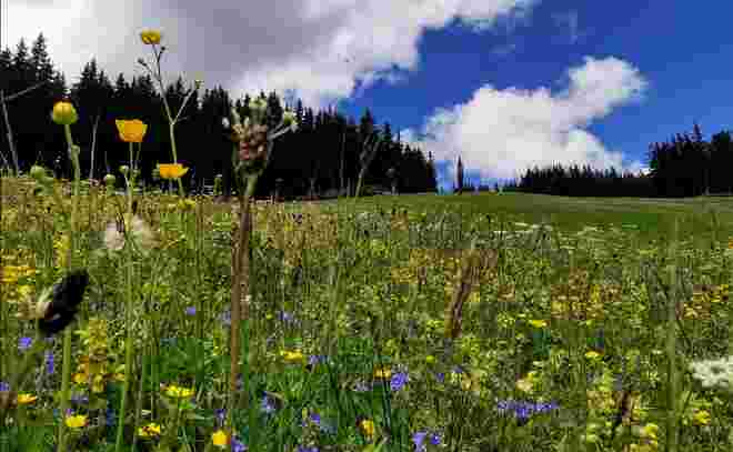 Traumhafte Bergblumenwiese