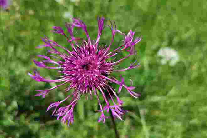 Flockenblume