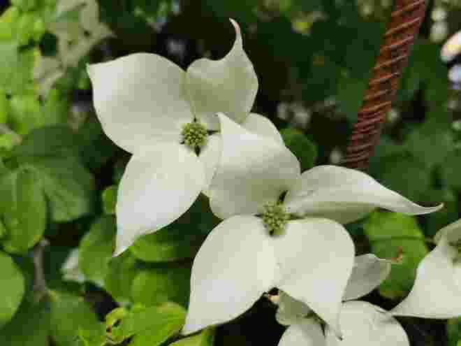 Asiatischer Blüten-Hartriegel