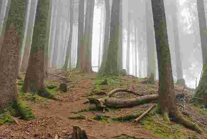 Mystischer Wald