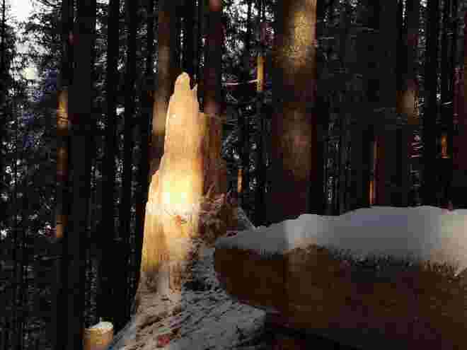 "Skulptur" im Wald