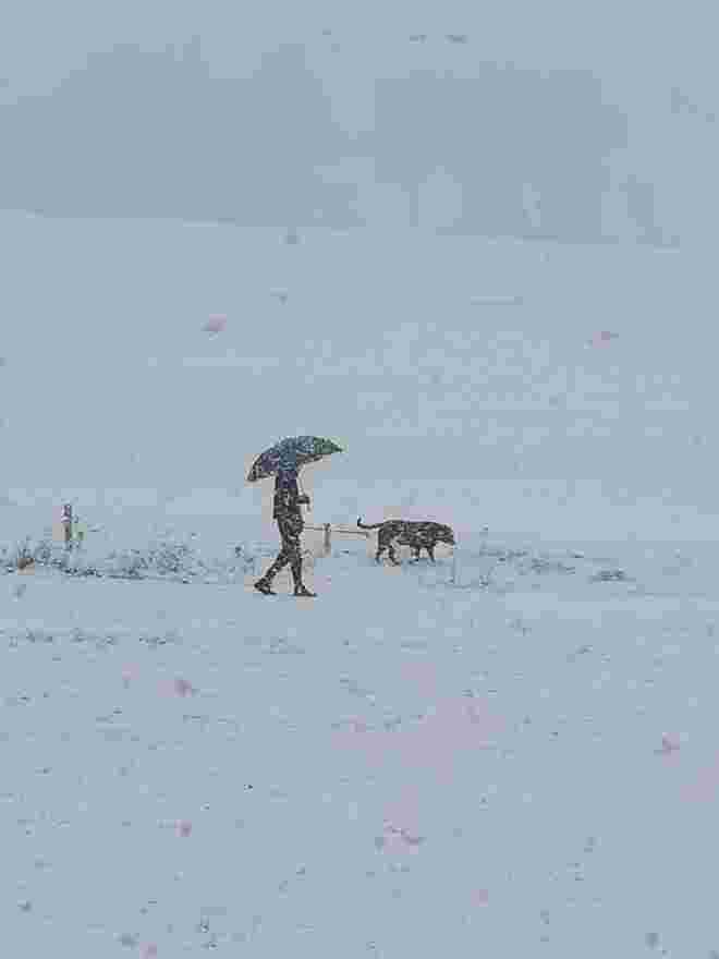 Mann mit Hund beim Gassiwalk