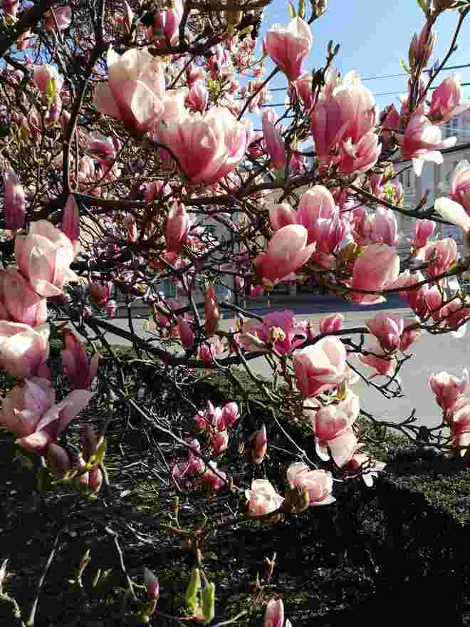 Ein rosa Traum..... 
