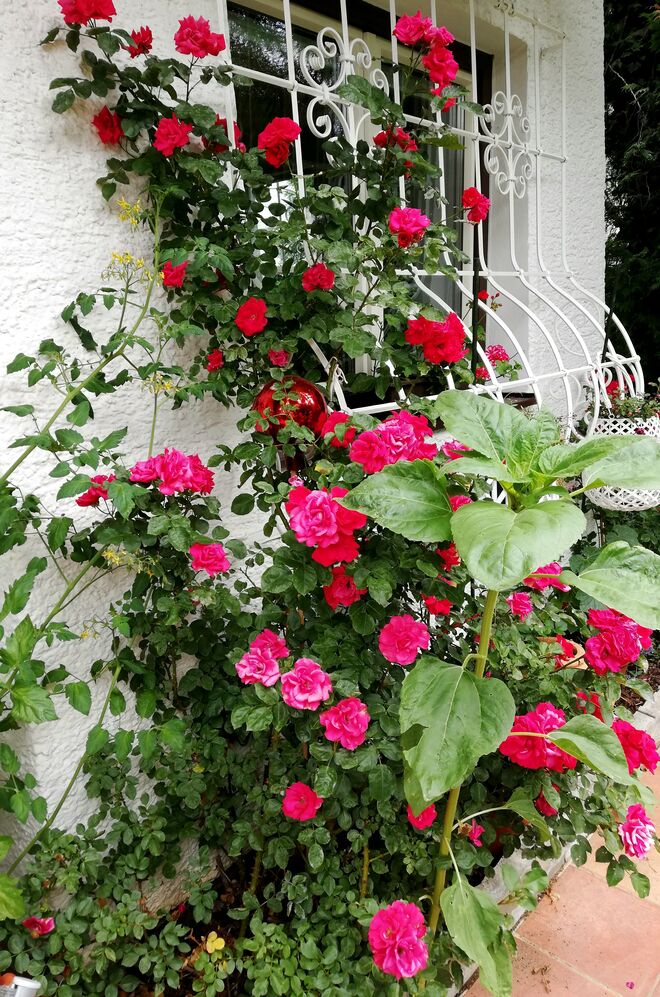 Sie blühen um die Wette...