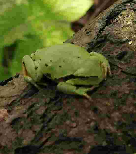 Laubfrosch im Apfelbaum 
