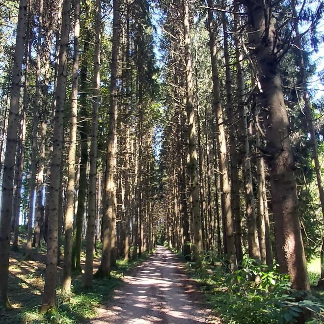 Mit dem Rad durchs Wenger Moor