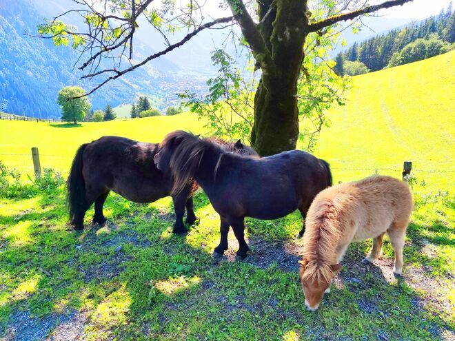 Tierische Spätsommer-Idylle
