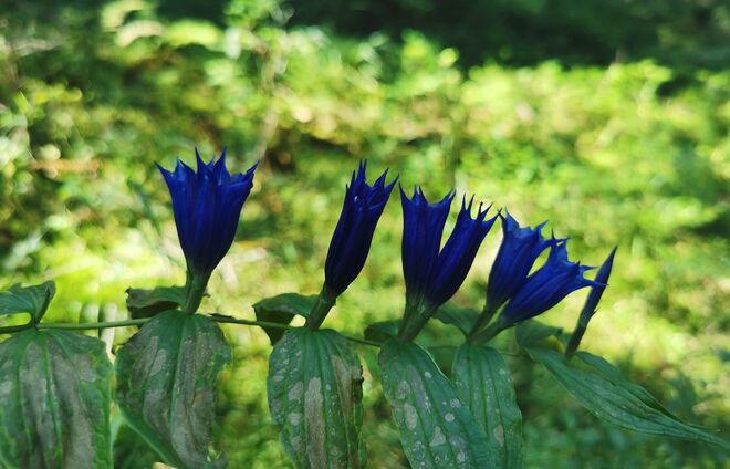 Schwalbenschwanzenzian