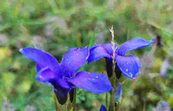 Herrliche Alpenflora