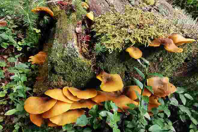 Natur pur