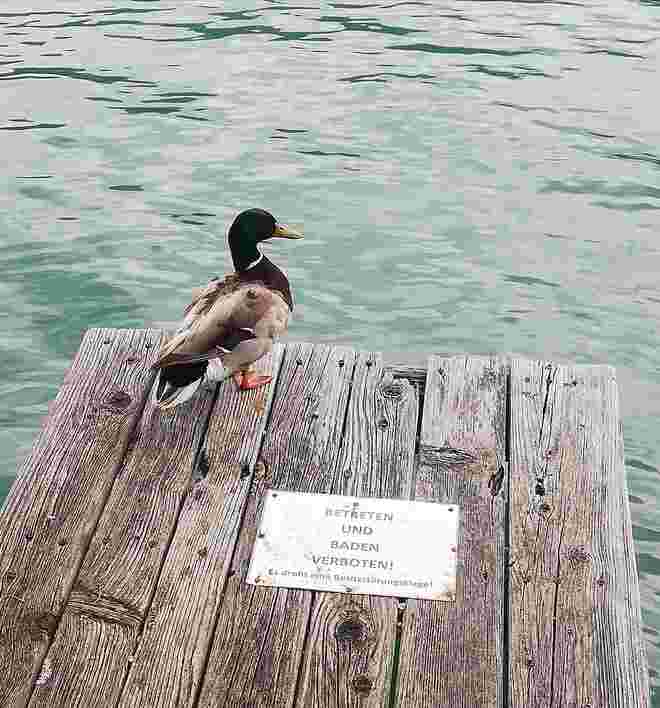 Die Ente traut sich was! 