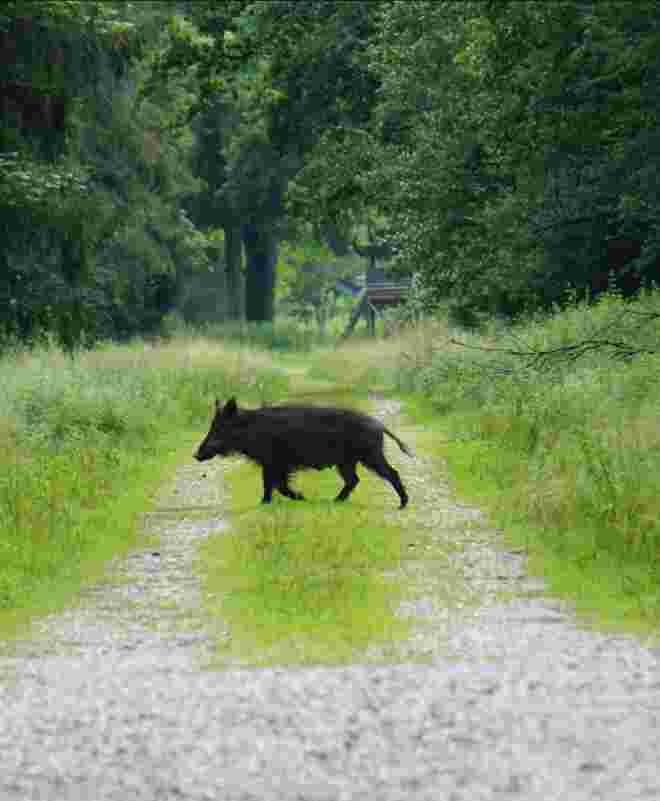 Im Schweinsgalopp! 