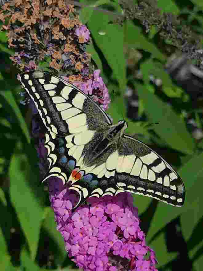 Das Glück ist ein Schmetterling