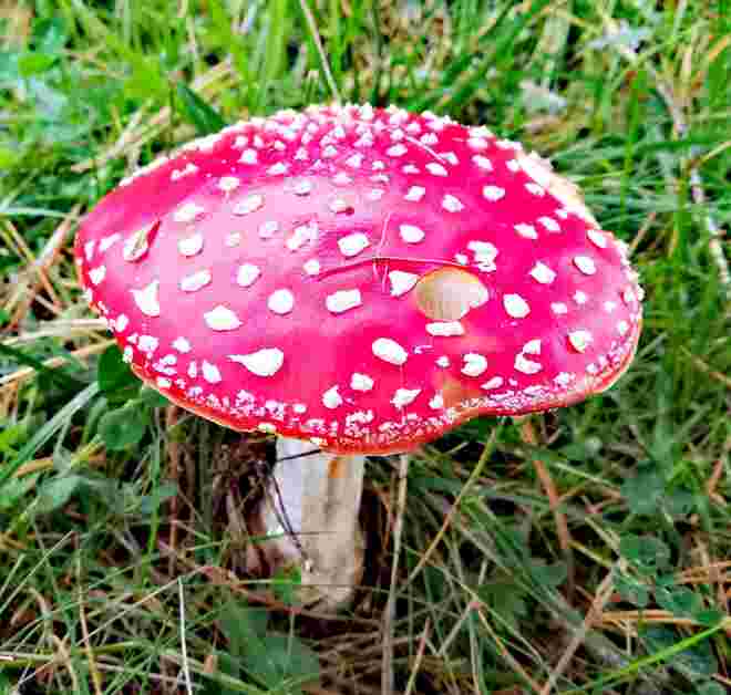 Rote Schönheit 