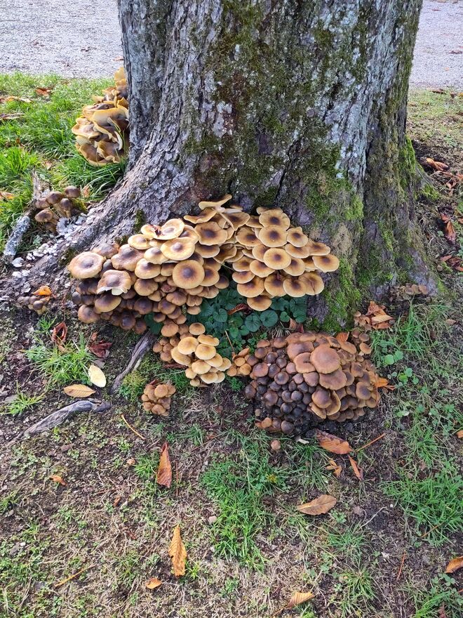 Herbst im Schlosspark Hellbrunn