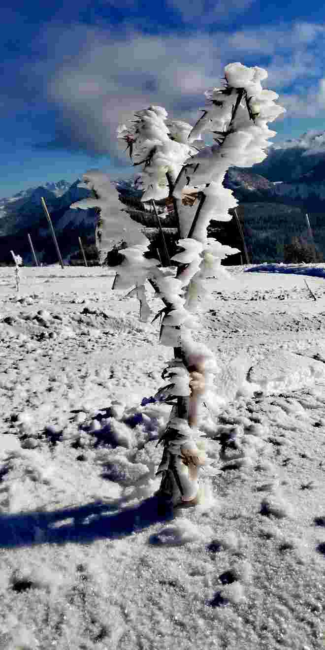 Eisblume