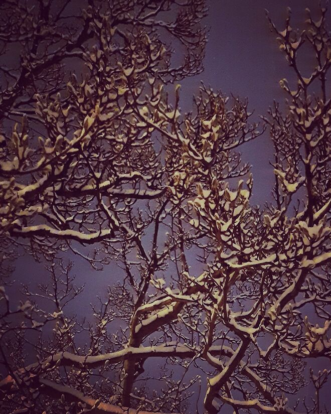 Schneeweiß auf Nachtblau