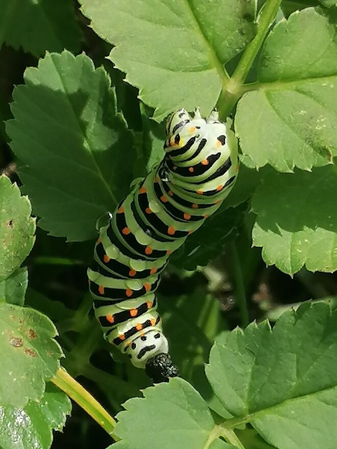 Der Regen hat aufgehört, die Verdauung ist gut 