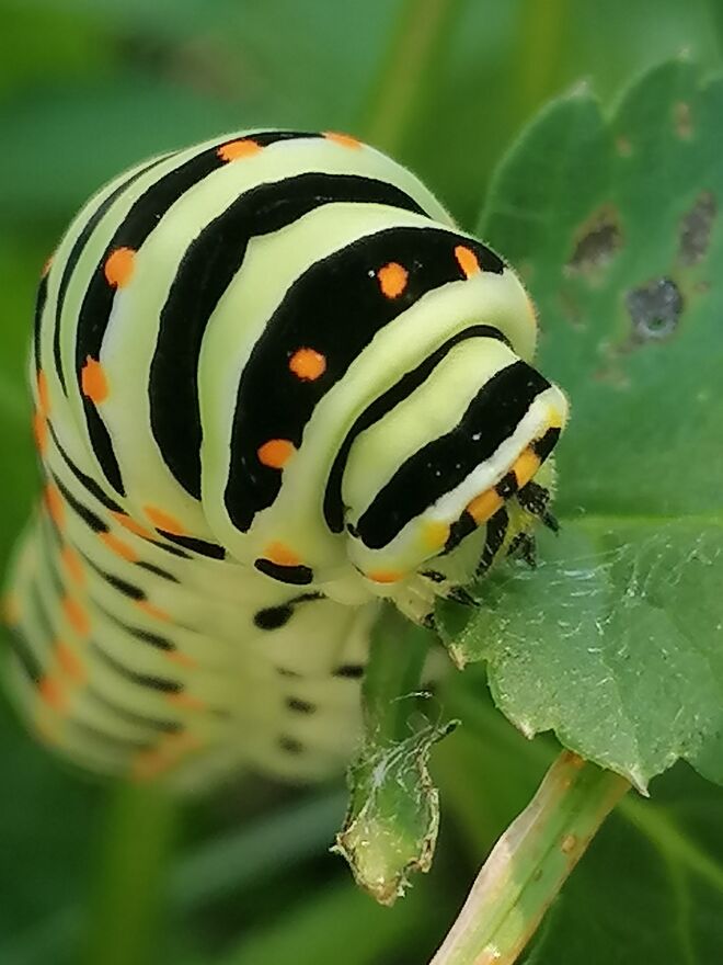 Das ist wirklich das letzte Blatt! Mir reicht's mit diesem Bodyshaming!!! 