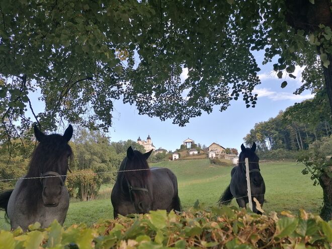 4. Oktober Welttierschutztag  Auf zur Wallfahrt! 