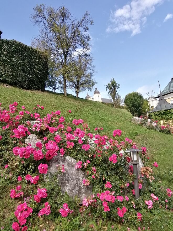 Blütenreicher Rosenkranz 