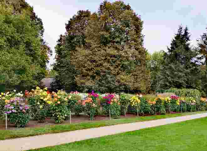 Bunte Herbstblumen