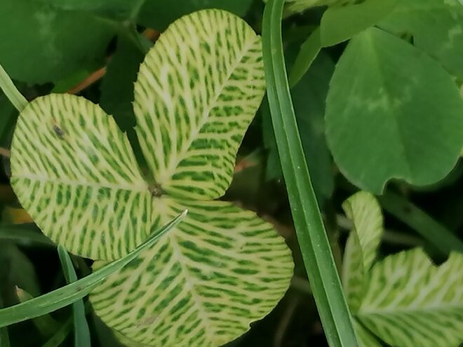 Modebewusst... Grün ist nicht mehr in! 