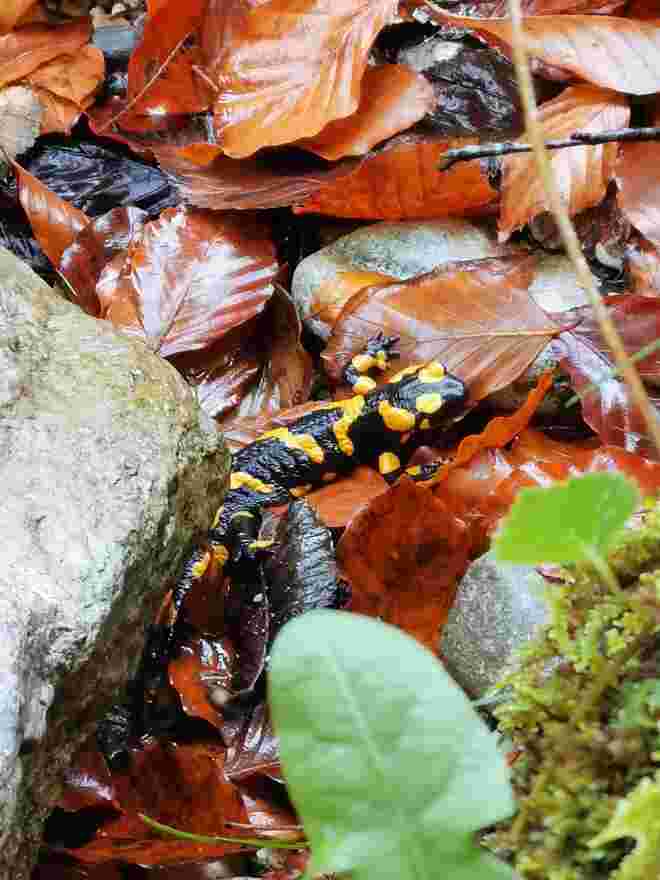 Feuersalamander 