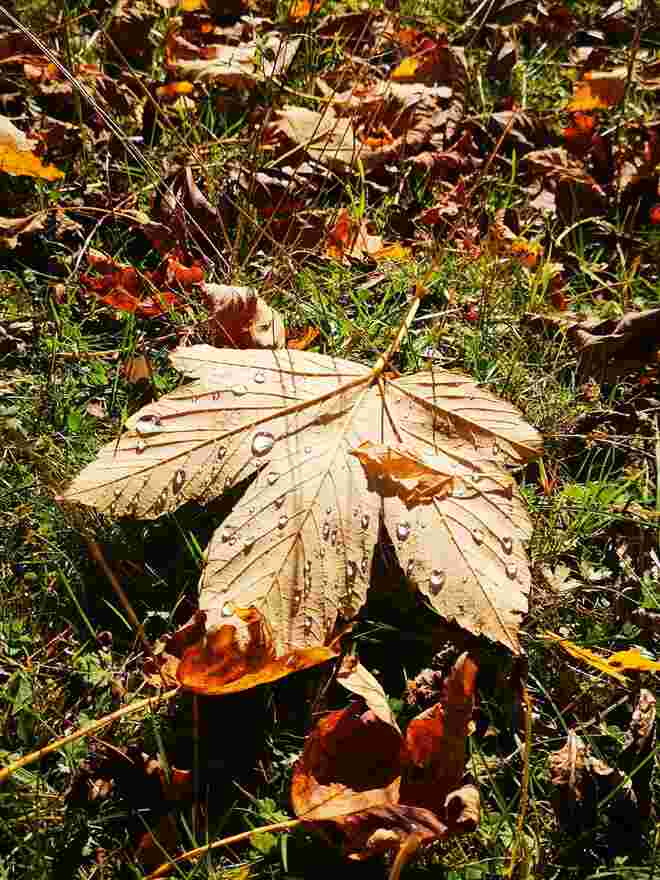 Herbstblatt im Morgentau