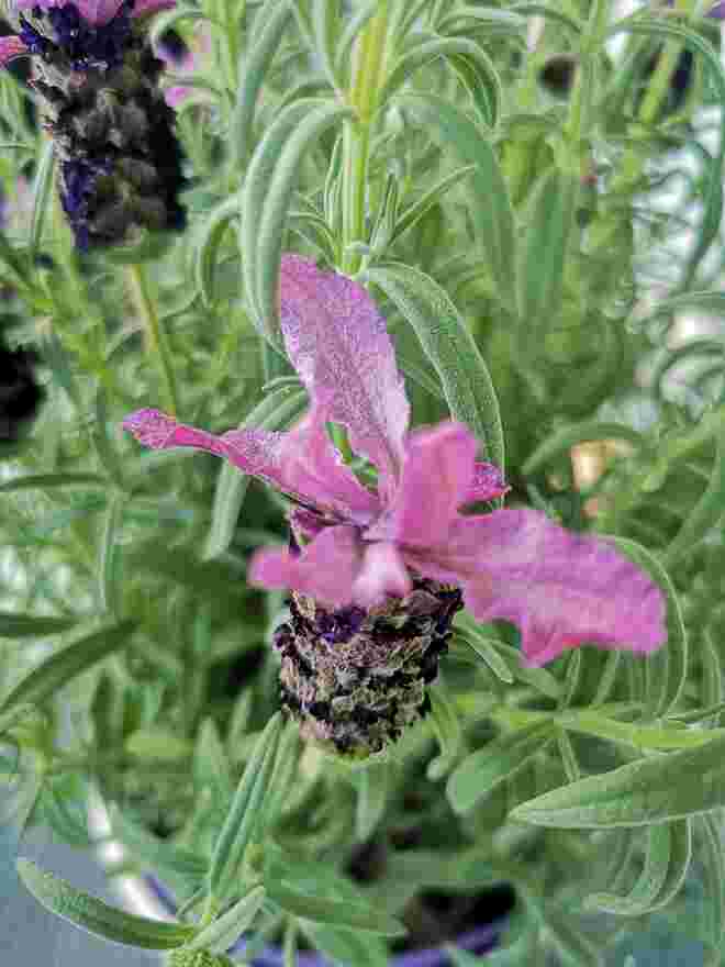 Lavendula