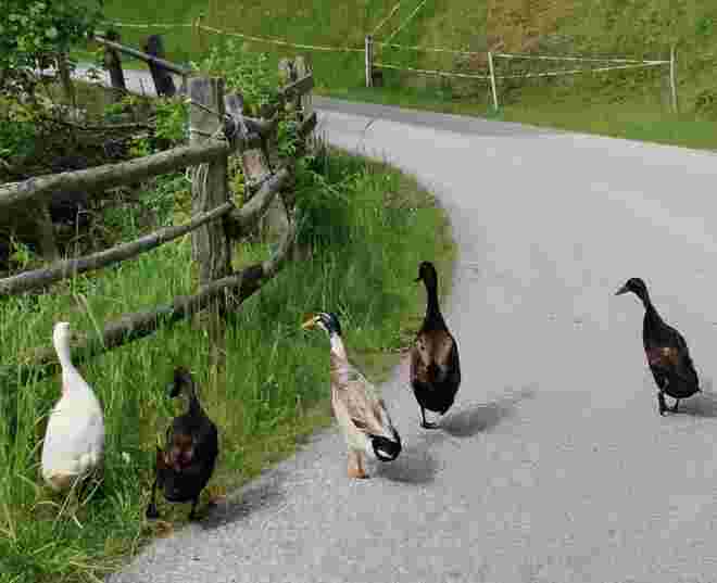 Enten Escorte