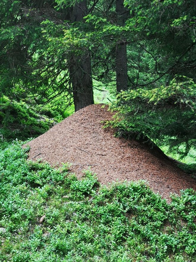 RESPEKT! Ameisenhaufen XXL