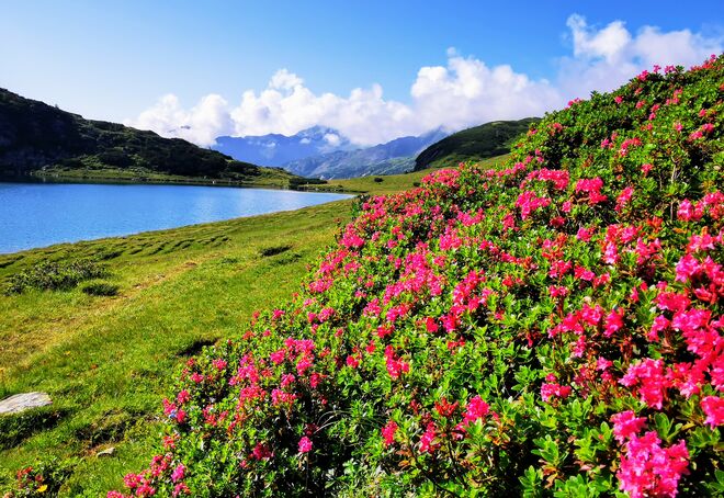 Almrauschblüte beim Oberhüttensee 