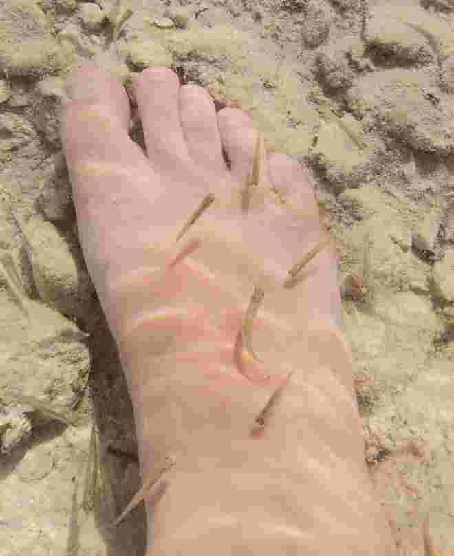 Fish Spa