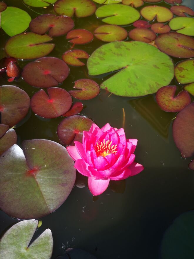 Pack-Man frisst Seerose