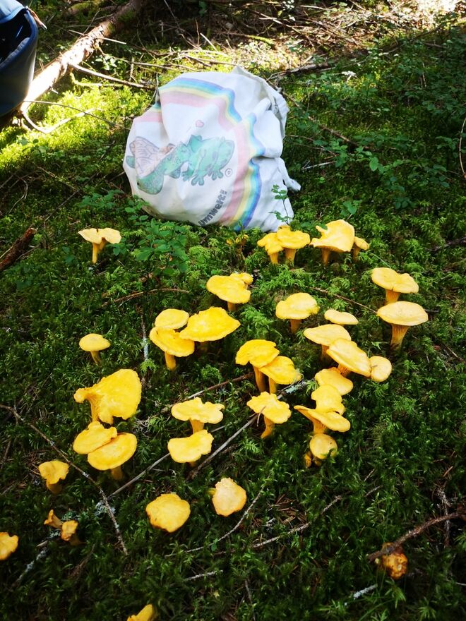 Schwammerlwetter heuer!