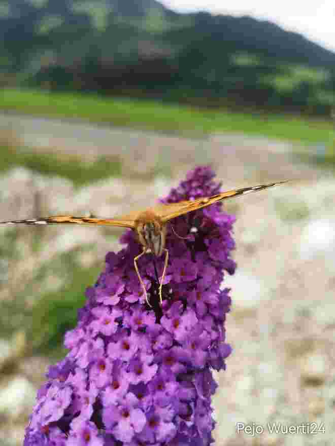 Distelfalter