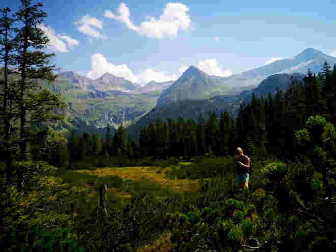 Zirbenwald "hinter" dem Kitzsteinhorn am Enzingerboden