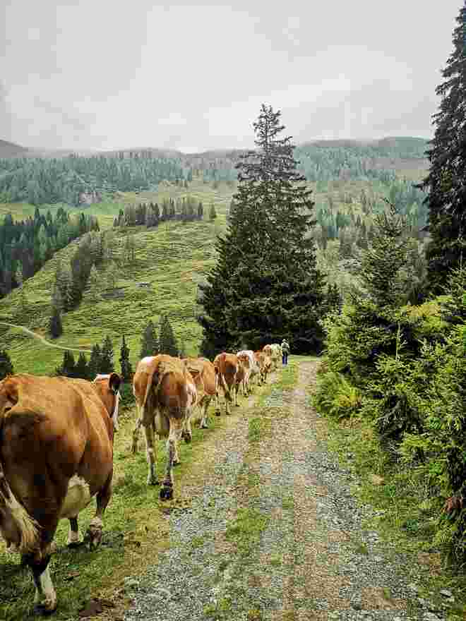 Almabtrieb Neuhauser Alm Aberg