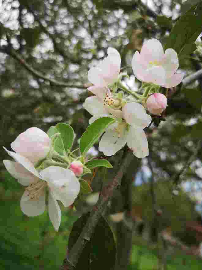 (ZU) Späte Apfel Blüte