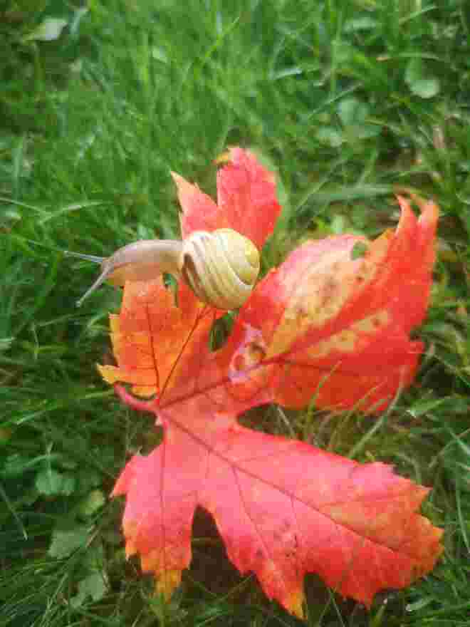 Langsam wirds herbstlich.. 