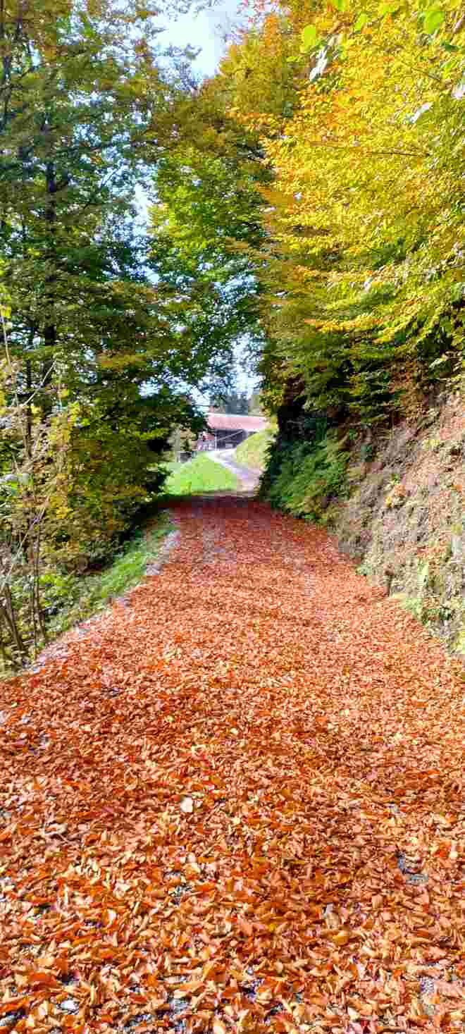 Herbststimmung 