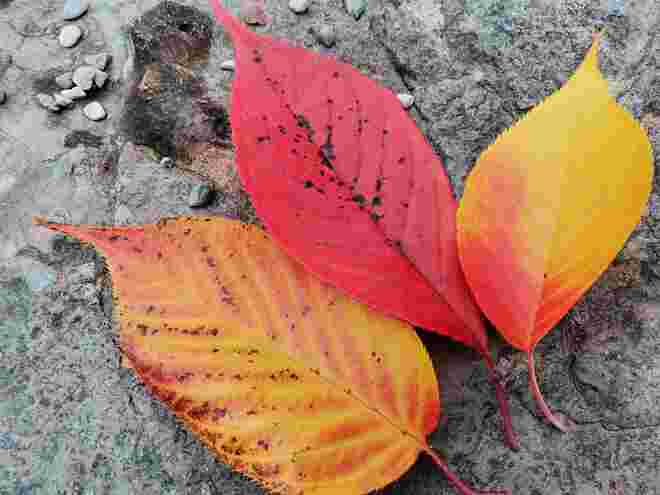 Schöner Herbst