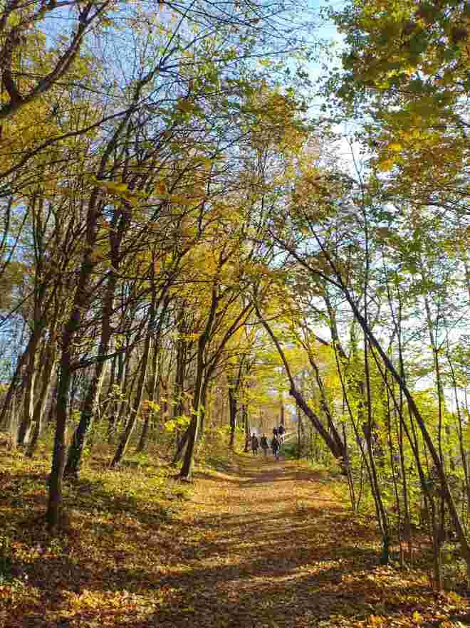 Goldener Herbst am Mönchsberg 