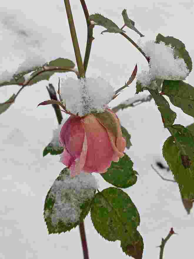 Reste des Sommers