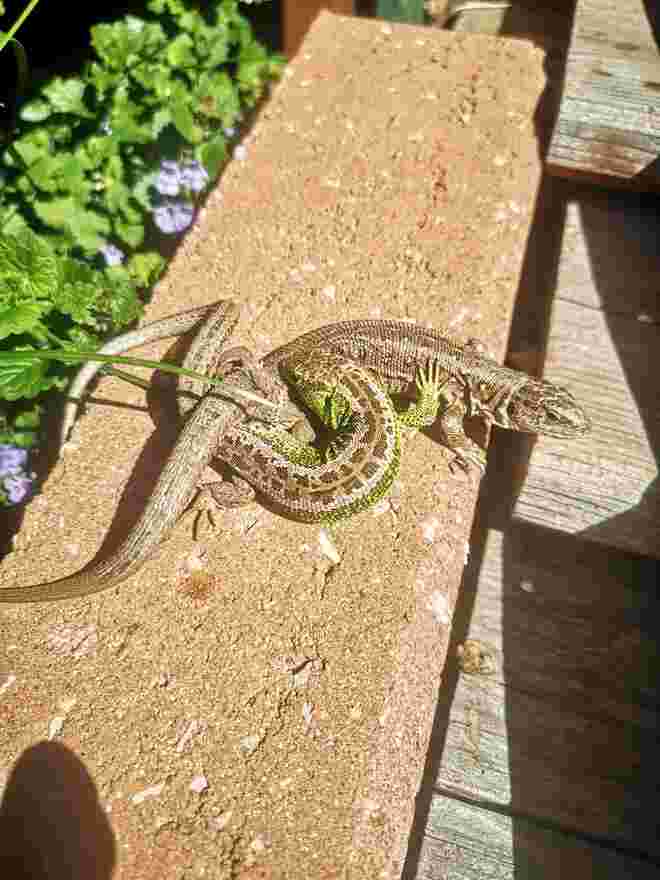 Vorspiel der Minikrokos